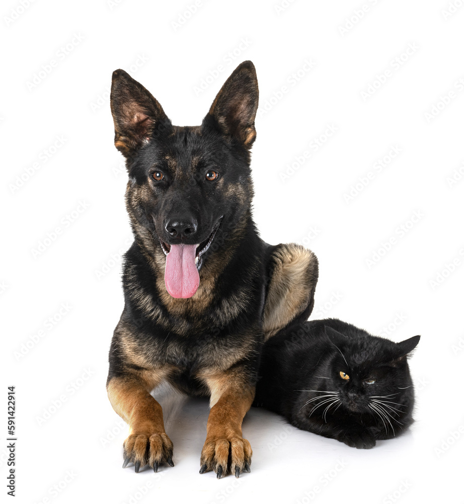 young german shepherd and cat