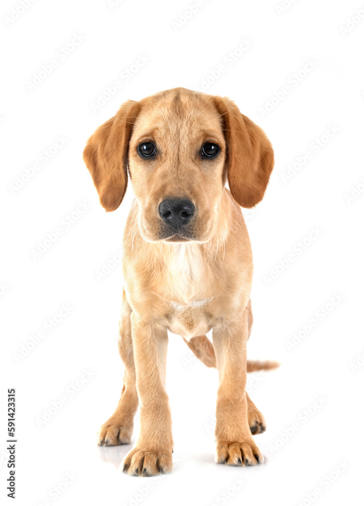 puppy labrado retriever