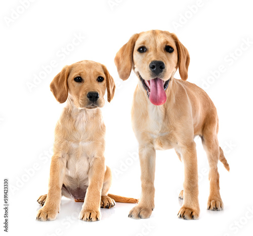 Fototapeta Naklejka Na Ścianę i Meble -  puppies labrador retriever