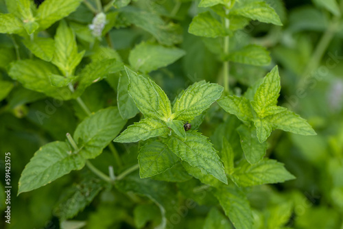 Mint leaf or peppermint plant grow at vegetable garden.