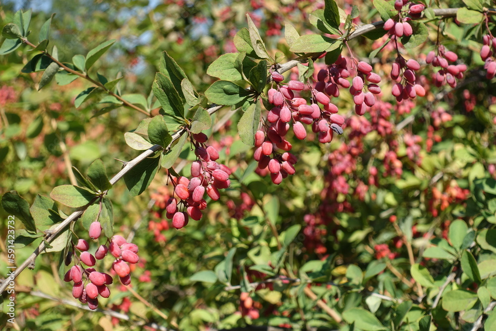 Many red berries of common barberry in mid September Many red berries of common barberry in mid September