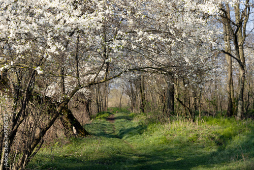 Blooming alley of cherry plum in spring. Spring sunny day.
