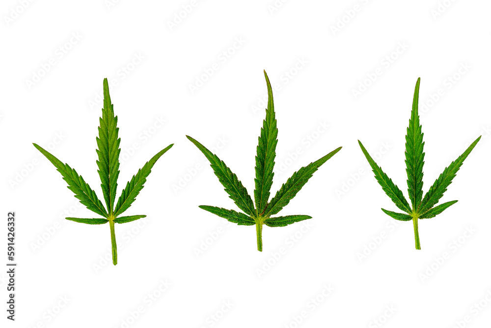 Group of 3 Cannabis Leaves of Marijuana isolated on White Background Shot Overhead Top Down Group of 3 Cannabis Leaves of Marijuana isolated on White Background Shot Overhead Top Down