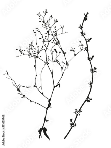 Botanical illustration. Vector silhouette of a plant, branch, twig, grass, herb or flower. Isolated black drawing on white background.