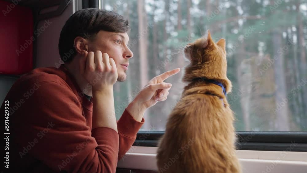 Traveling with a pet ginger cat. A man rides in a train with a red cat on the table, against the backdrop of a winter forest landscape. Man plays with the animal in the compartment car Traveling with a pet ginger cat. A man rides in a train with a red cat on the table, against the backdrop of a winter forest landscape. Man plays with the animal in the compartment car