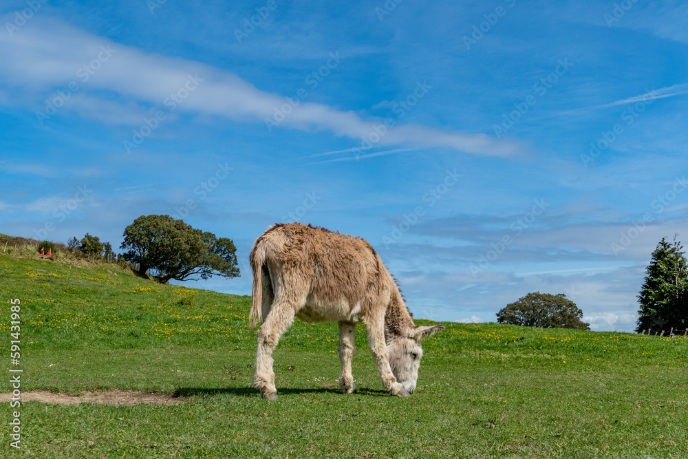 old donkey grazing at the green meadow old donkey grazing at the green meadow
