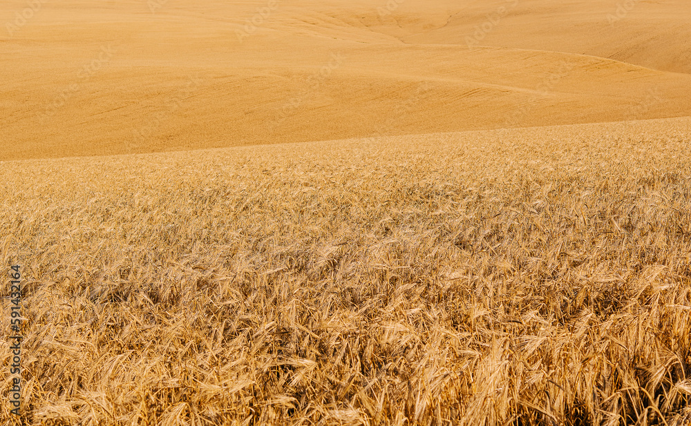Golden wheat field of hot summer sun