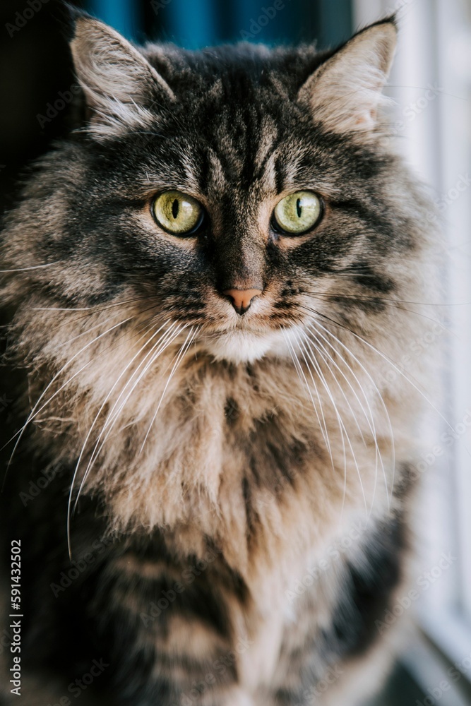 Vertical portrait of a furry Siberian cat with green eyes looking at the camera