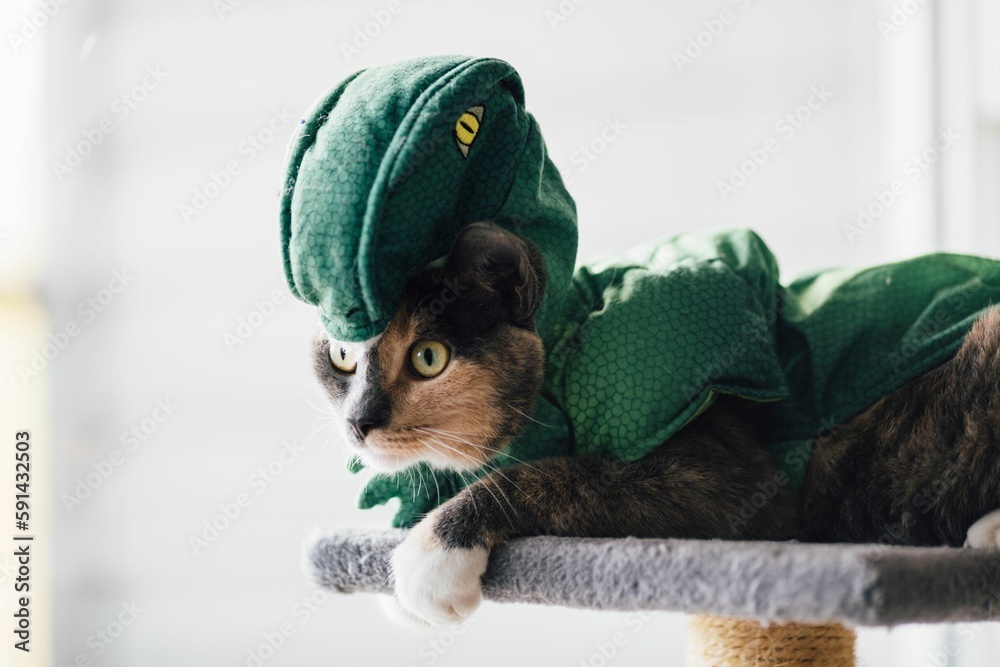 Fototapeta premium Closeup shot of a cute domestic cat in a Halloween dragon costume on an isolated background