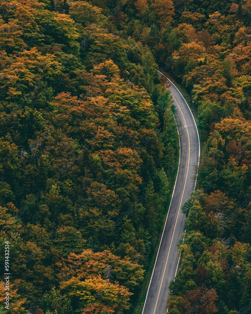 Fototapeta premium Vertical aerial shot of a highway passing along a park of orange autumn trees