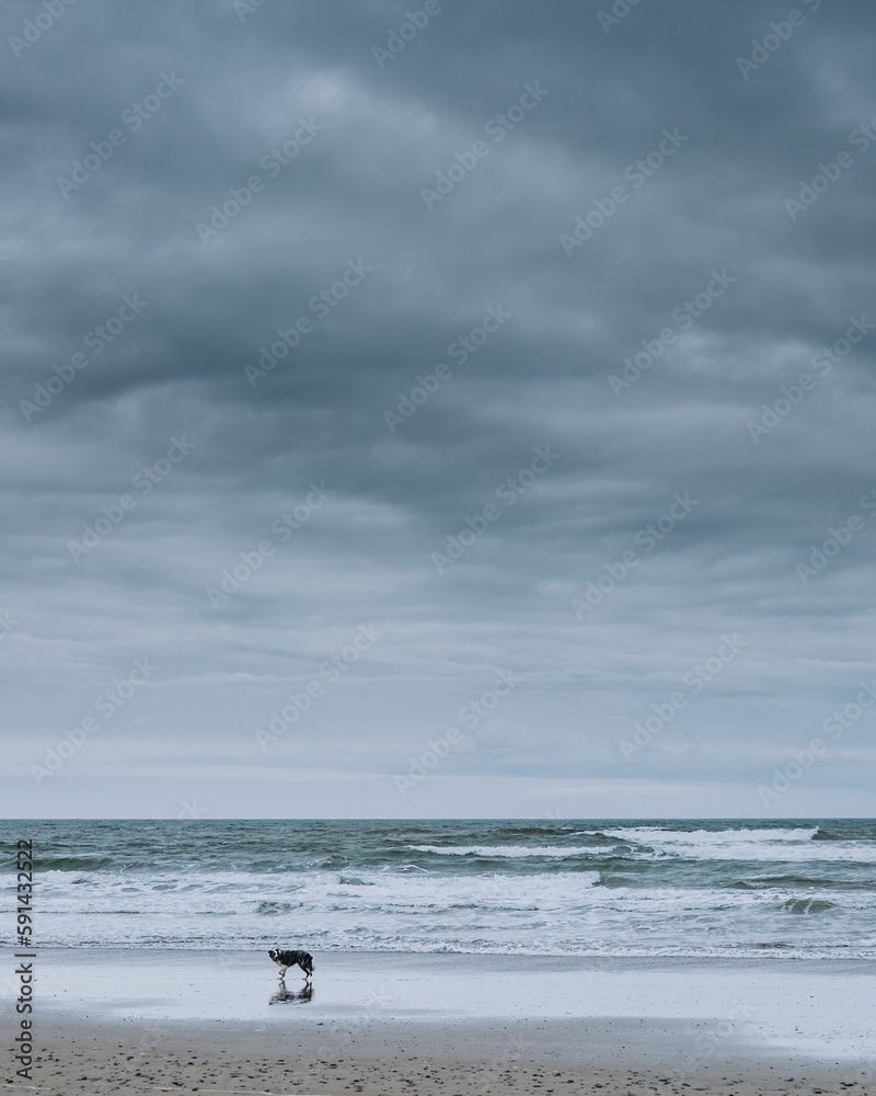 Vertical distant shot of a dog walking on the wet coast of a turbulent sea
