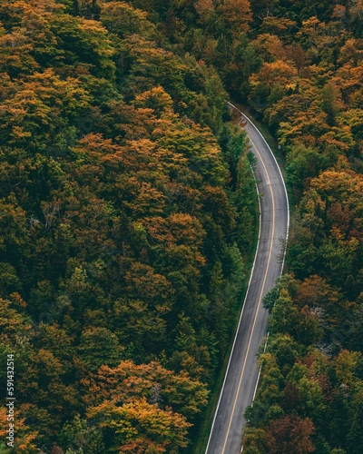 Vertical aerial shot of a highway passing along a park of orange autumn trees © Rachelmcgrath/Wirestock Creators
