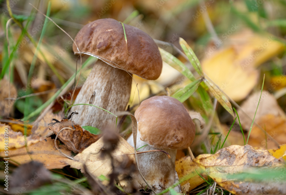 boletus mushroom grows through fallen leaves boletus mushroom grows through fallen leaves