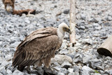 un bel esemplare di avvoltoio con il suo piumaggio marrone e bianco