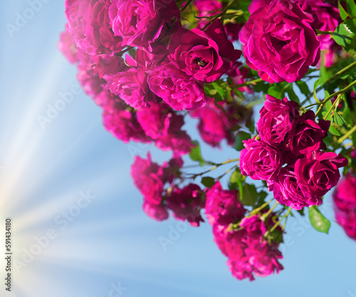 Natural background of rose bush