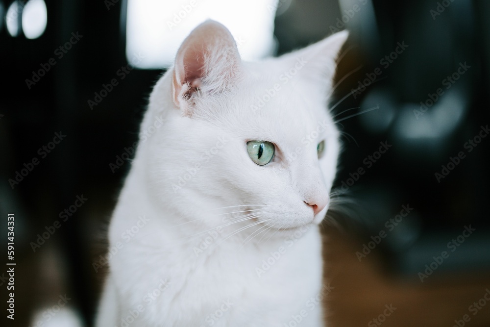 Beautiful white cat staring at something in the room