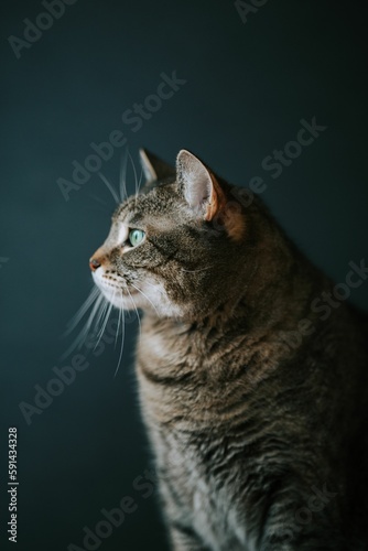 Closeup shot of a single grey cat with blue eyes in the dark blue background.