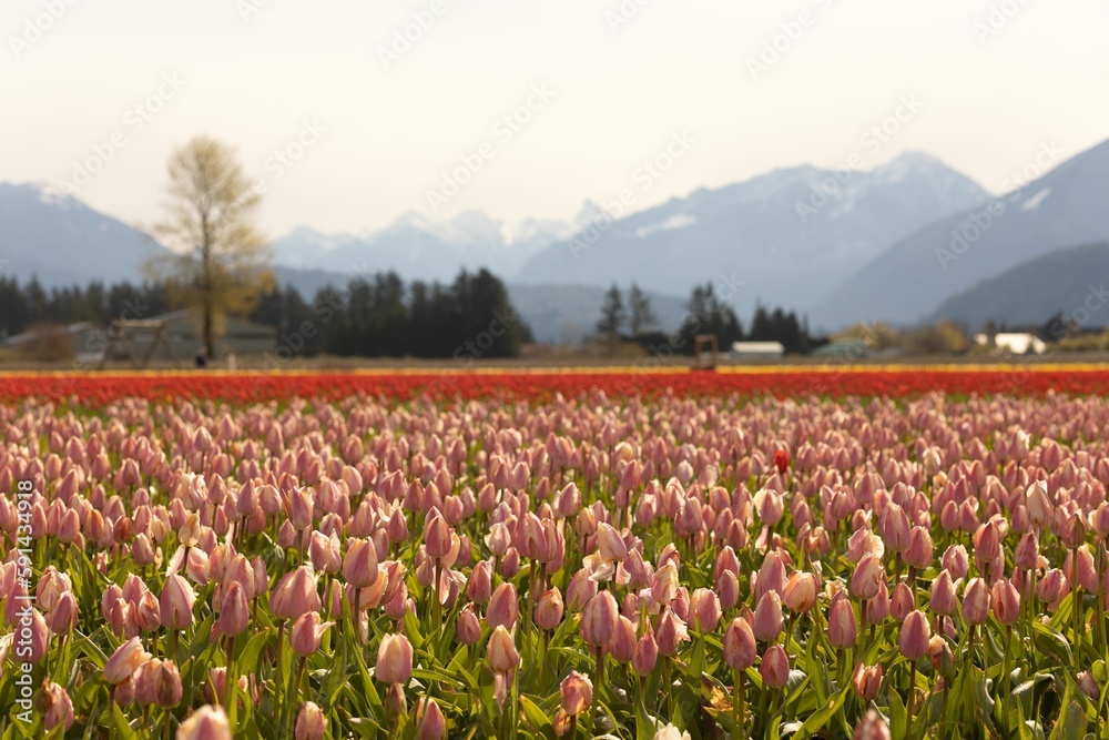tulip fields in a valley in the mountainside of the skaldofat