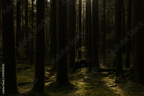 sunlight in the forest with sun shining through trees and moss on the ground