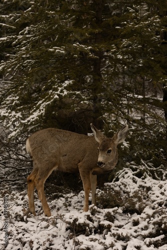 a deer that is walking on some snow grass and trees