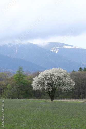 牧草地越しの満開のヤマナシと残雪の硫黄岳