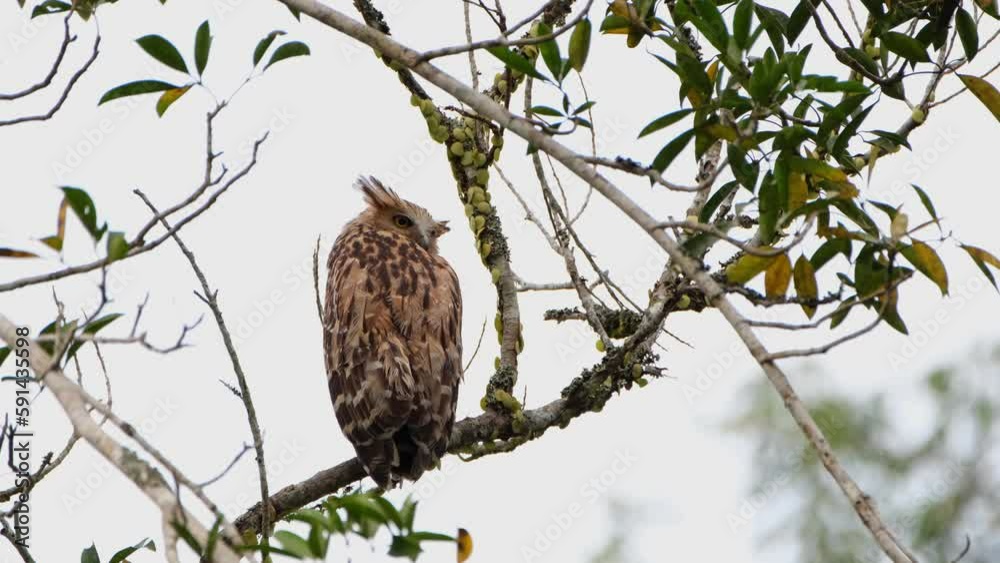 Looking to the right over its right wing and then turns its head towards the forest, Buffy Fish Owl, Owlet, Ketupa ketupu Khao Yai National Park, Thailand. Looking to the right over its right wing and then turns its head towards the forest, Buffy Fish Owl, Owlet, Ketupa ketupu Khao Yai National Park, Thailand.