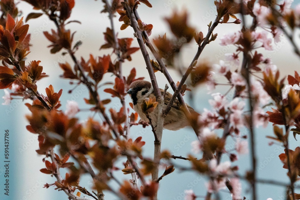 Closeup of a tiny sparrow perched on a branch of a tree Closeup of a tiny sparrow perched on a branch of a tree