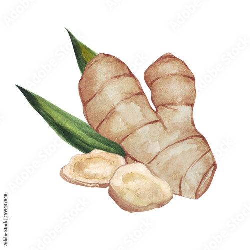 Watercolor ginger root with slices and leaves arrangement. Hand drawn ginger rhizome composition isolated on white background. Spice painting, ginger tea ingredient, asian cuisine