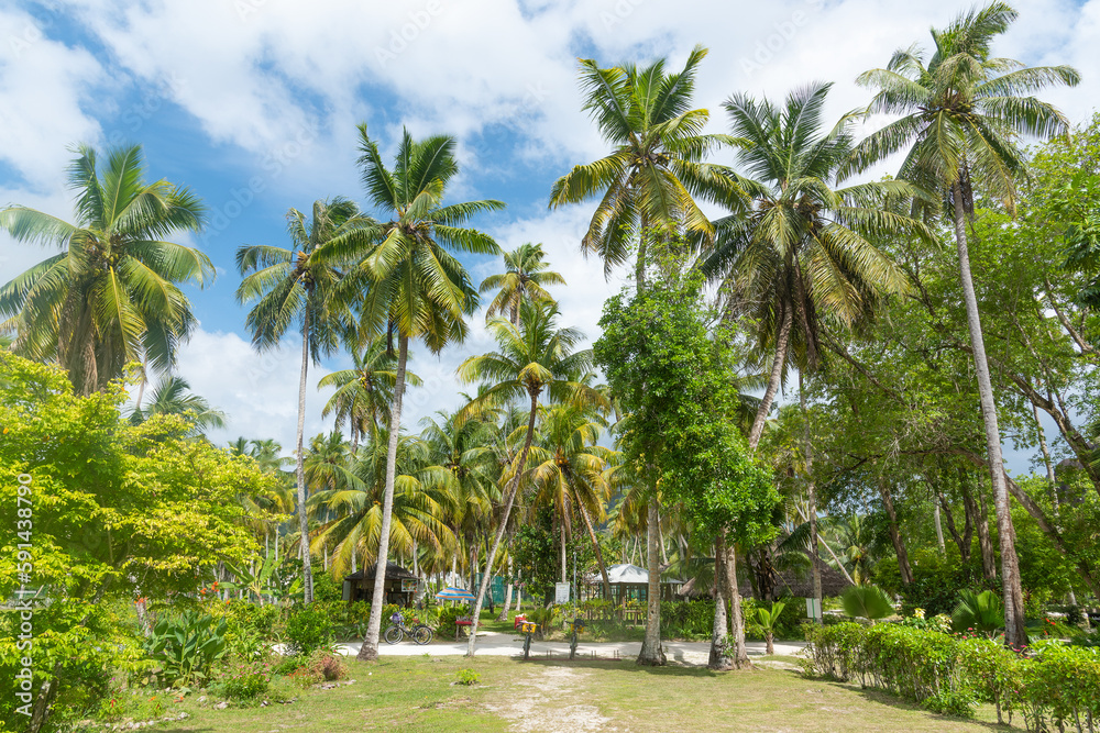 Coconut palm trees in L'Union Estate Park in La Digue Coconut palm trees in L'Union Estate Park in La Digue