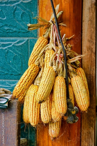 Vertical shot of uncooked corn hanging on a wall in daylight