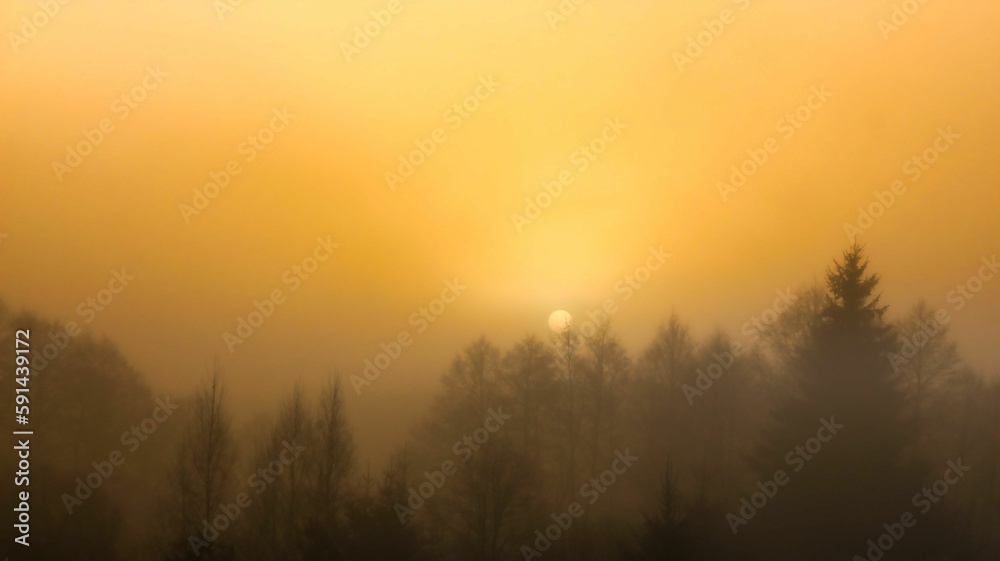 Scenic shot of a forest on a foggy day at sunrise