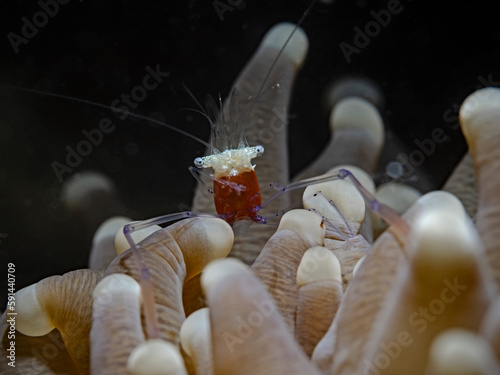 Popcorn Shrimp, Pilzkorallen-Garnele (Periclimenes Kororensis) photo