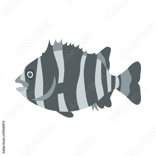 イシダイ。フラットなベクターイラスト。
Striped beakfish. Flat designed vector illustration.