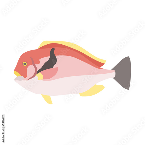 イラ。フラットなベクターイラスト。
Scarbreast tuskfin. Flat designed vector illustration.