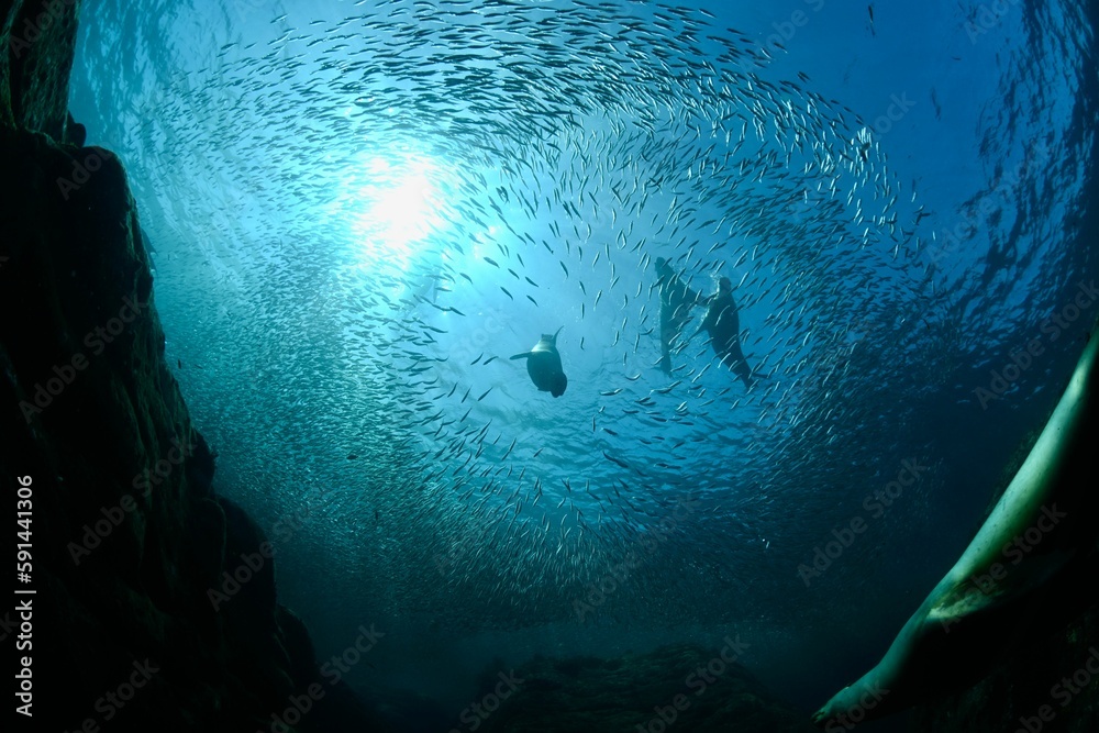 View of group of fish in ocean