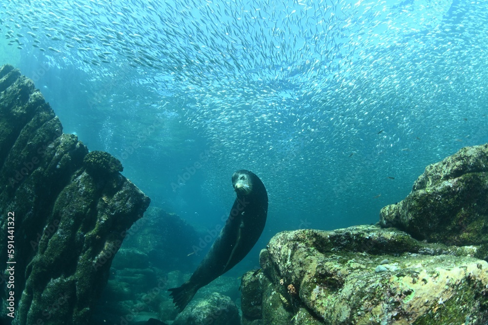 Sea lion at bottom of ocean