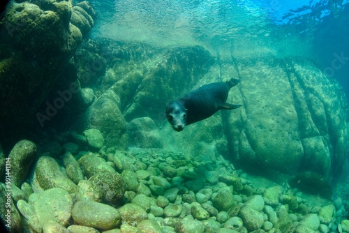 Cute sea lion swimming underwater