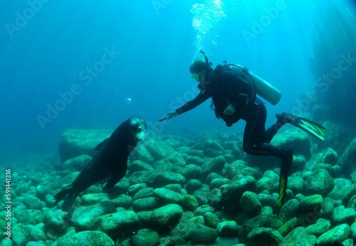 Sea lion with human in ocean during scuba diving