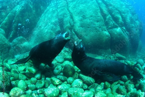 View of sea lions at bottom of ocean