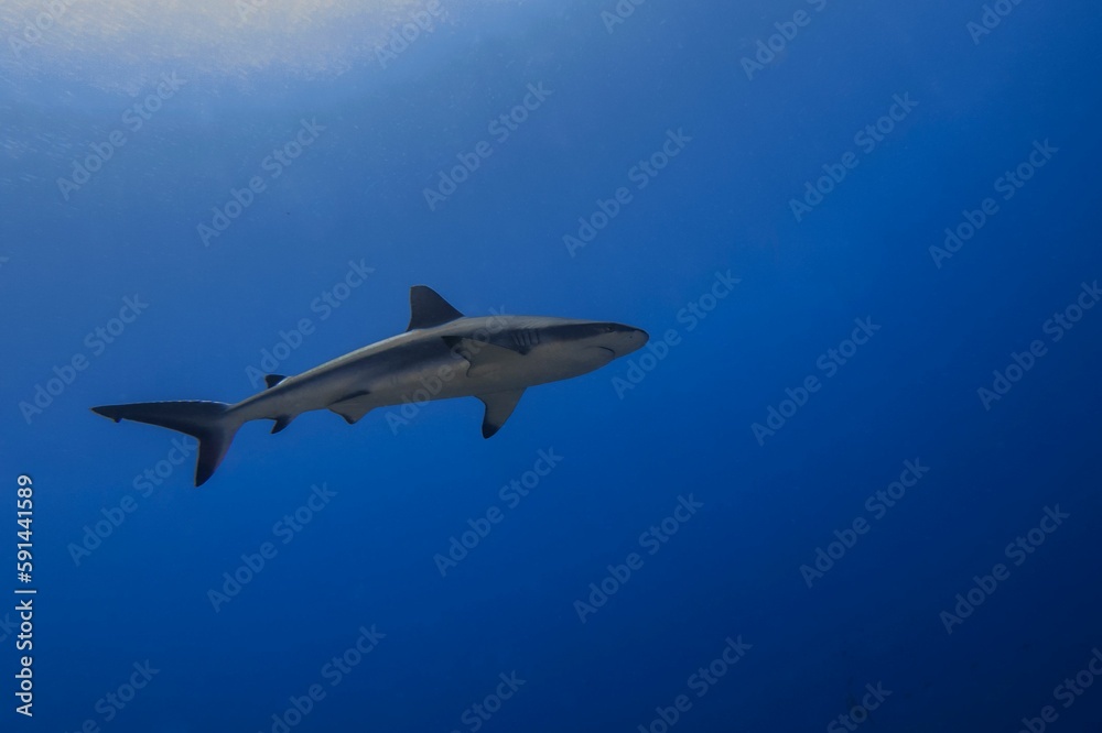 Grey reef shark swimming in the ocean
