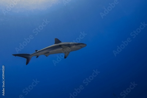 Grey reef shark swimming in the ocean