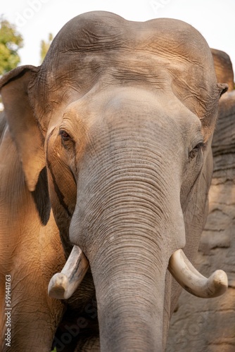 Vertical closeup shot of the face of a giant elephant looking at the camera