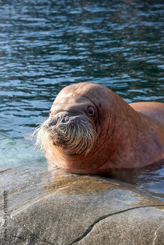 Closeup of a walrus in the water near rocks