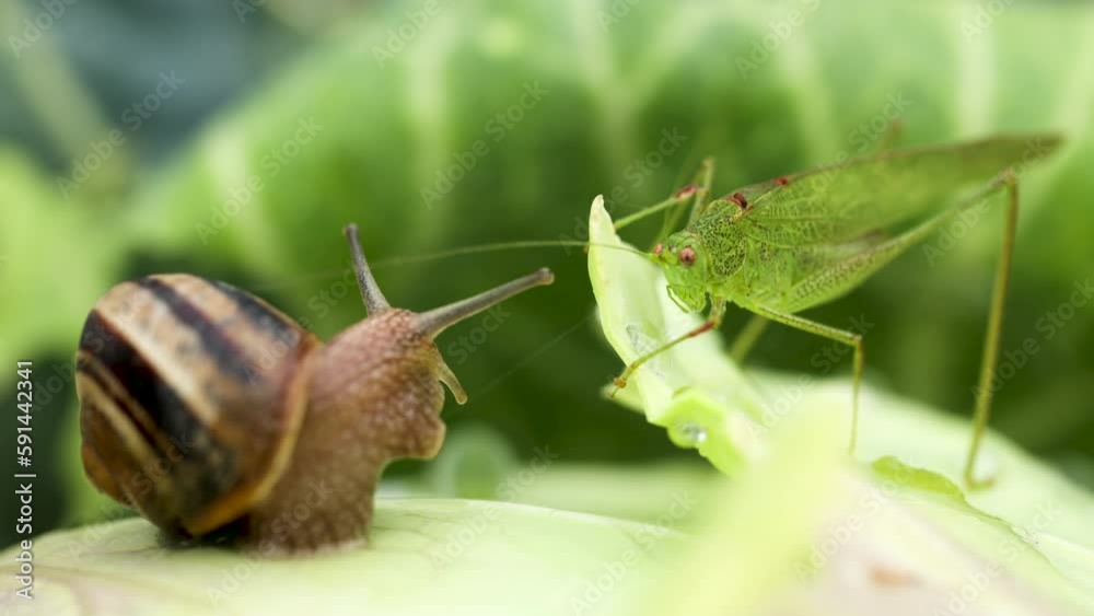 Snail and grasshopper on lettuce