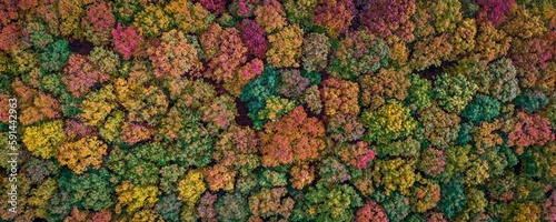 Panoramic aerial view of a forest with mesmerizing colorful foliage © Tim Suerder/Wirestock Creators