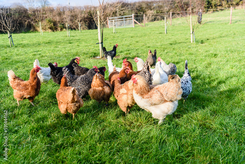 Slika na platnu Flock of domestic chickens running free-range around a field orchard