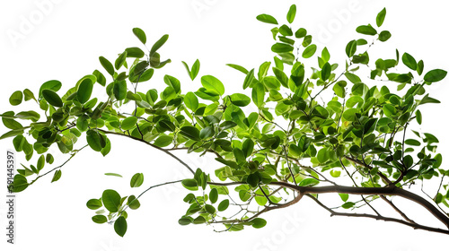 green leaf. Generative Ai