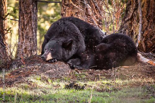 Ours noir à Yellowstone