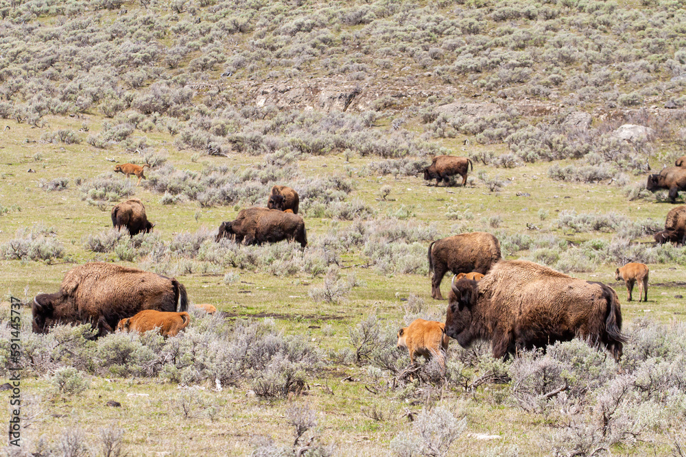 Bison dans le Parc de Yellowstone Bison dans le Parc de Yellowstone