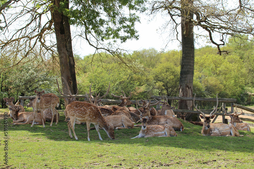 Fototapeta chitals in a zoo in france